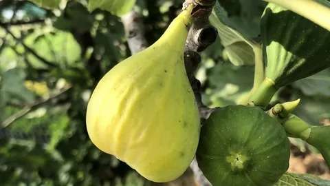 تصویر 4 از انجیر گلابی ازمیر با طعم شیرین و ظاهر جذاب